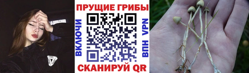 Псилоцибиновые грибы мицелий  OMG маркетплейс  Давлеканово 
